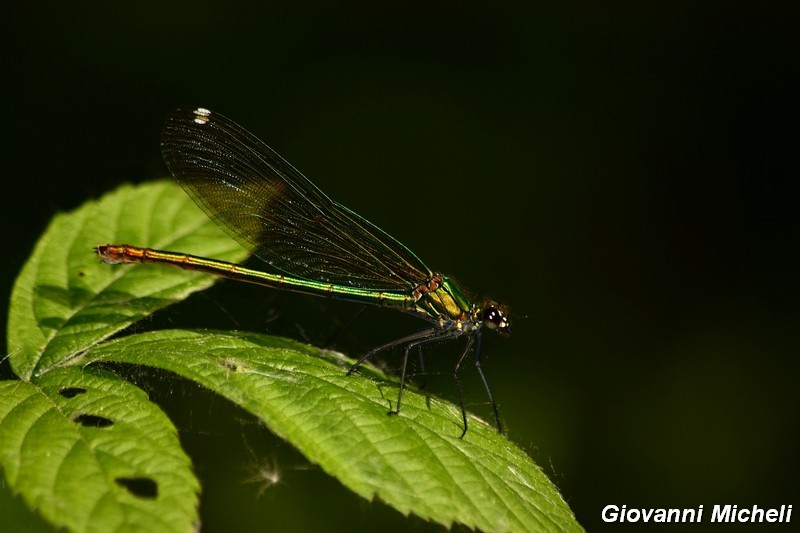 Odonati del Parco del Ticino